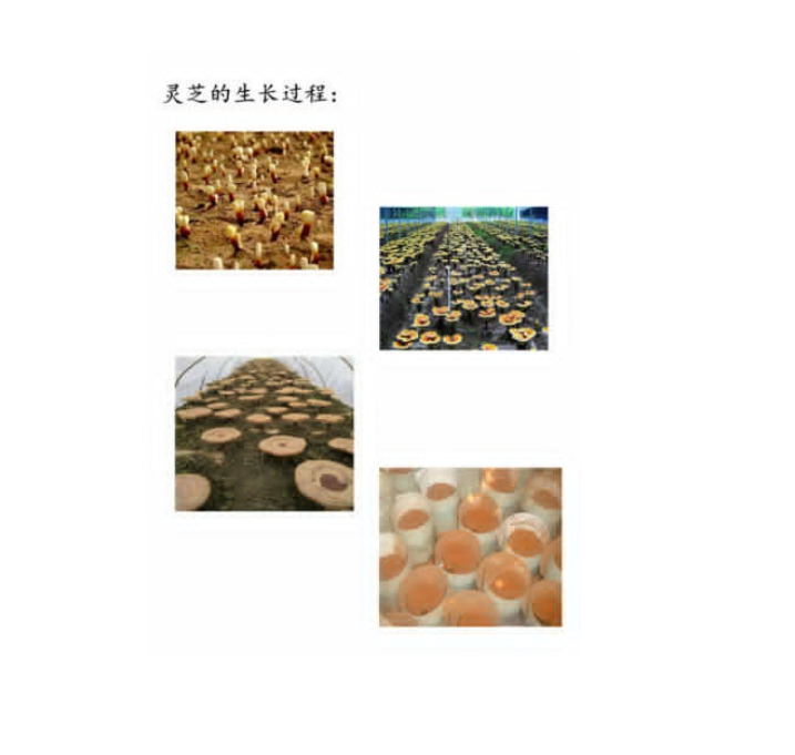 500g Chinese Wild Ganoderma Lucidum Tea Powder Reishi Spore Powder Herbal Tea