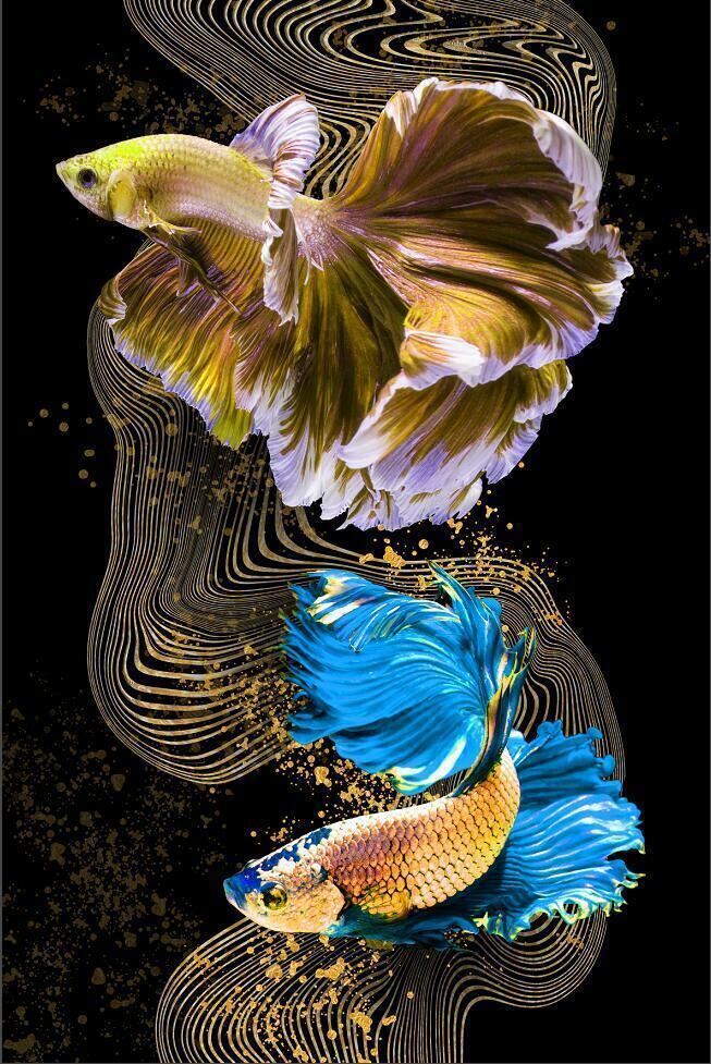 Feng Shui Gold Koi fish Home Deco Print Painting Wall Art Poster Picture