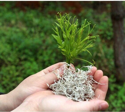 Top Zhangjiajie Maoyanmei Moyem Natural Wild Vine Tengjia Herbal Tea-