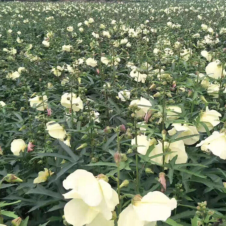 Yellow Hollyhock Flowe Dried yellow okra flowers Hibiscus esculentus flos tea