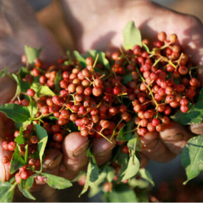 Premium Sichuan Pepper Natural Seasoning Cooking Ingredient Prickly Peppercorns