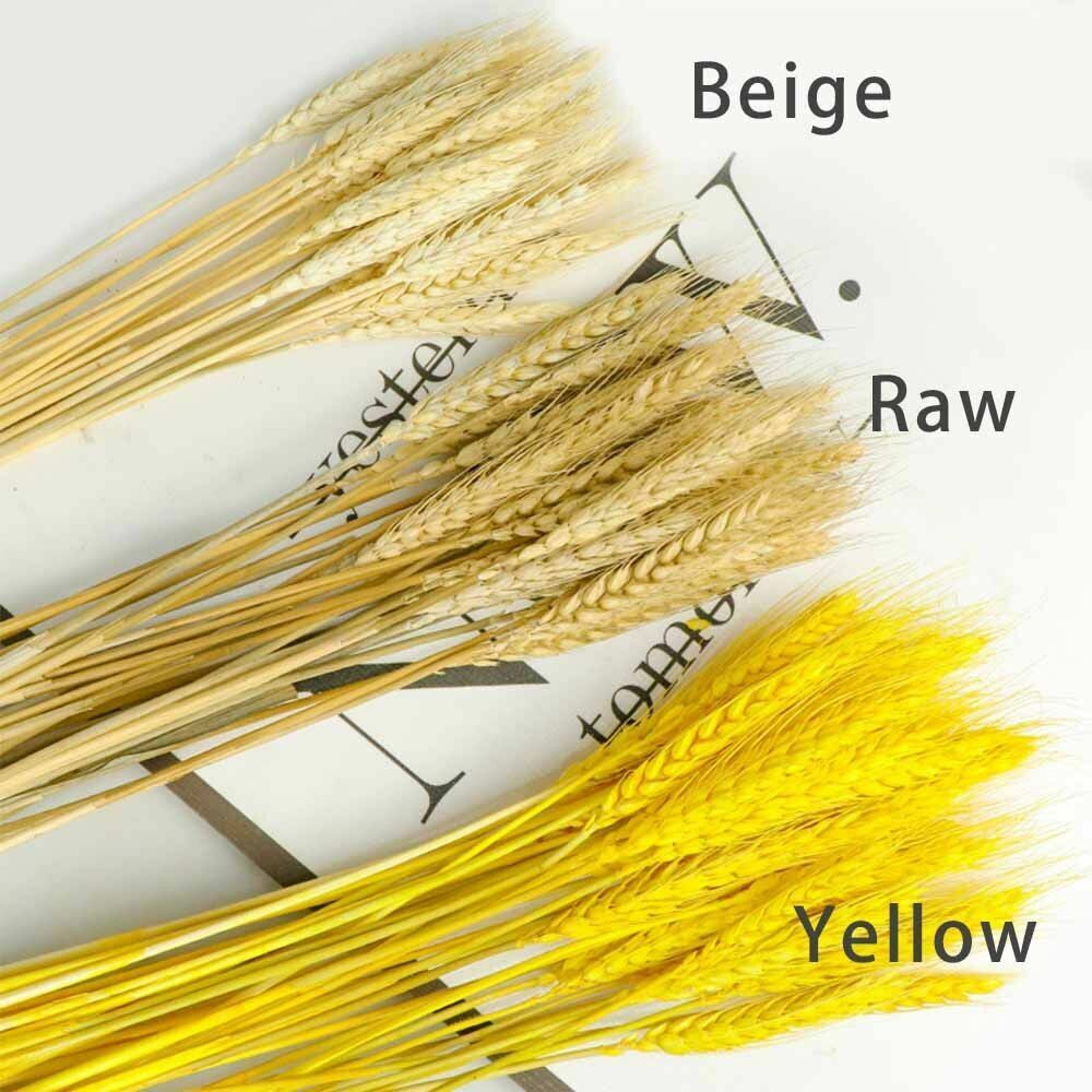 50Pcs/Lot Dried Wheat Ear Flowers Bouquet Decor Natural Pampas Rabbit Tail Grass
