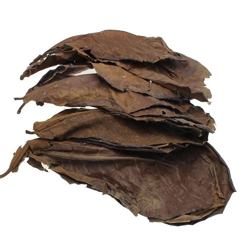 Aquariums Almond Leaves 50 Pcs Catappa Leaf Fish Tank Water Cleaning Accessories