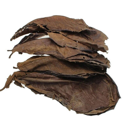 Aquariums Almond Leaves 50 Pcs Catappa Leaf Fish Tank Water Cleaning Accessories