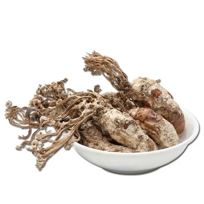 Golden Cicada Flower Isaria cicadae Miq Big Cordyceps Sinensis 100g/3.52oz
