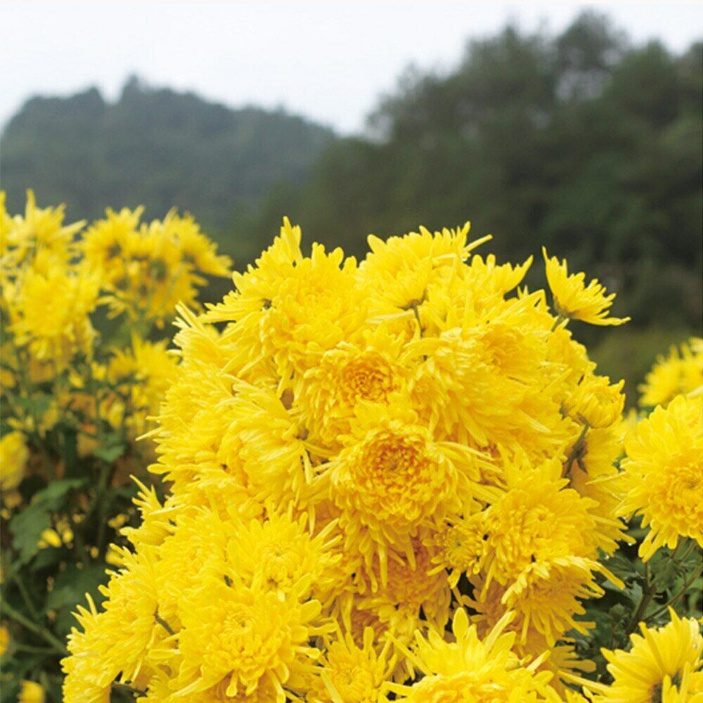 50pcs Chinese Blooming Tea Golden Chrysanthemum Dried Flower Tea for Weight Lose