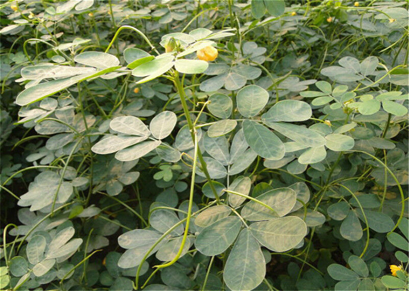 250g China Natural Herbal Tea Eyesight Protect Organic Material Cassia Seed Tea