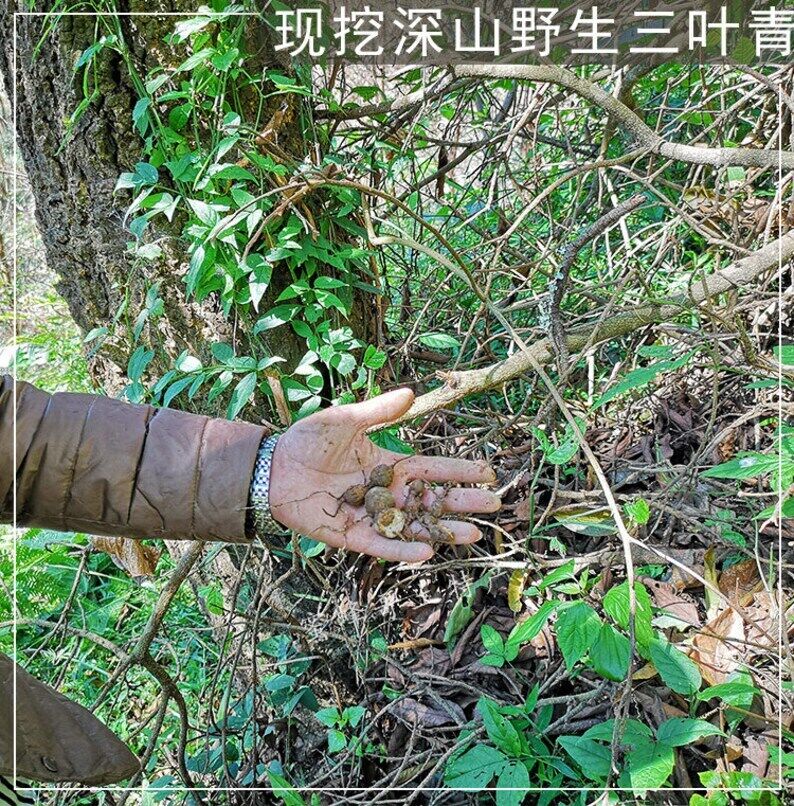100g Fresh Guang Xi Radix Tetrastigme, Tetrastigma Hemsleyanum, San Ye Qing