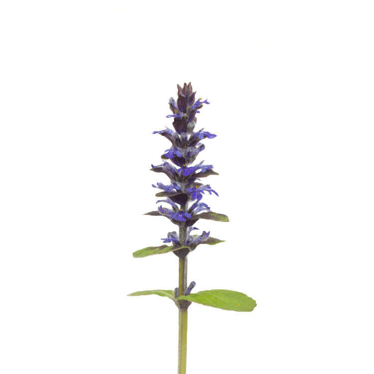 100g~500g Pure Wild AJUGA TURKESTANICA 30:1 Extract Powder