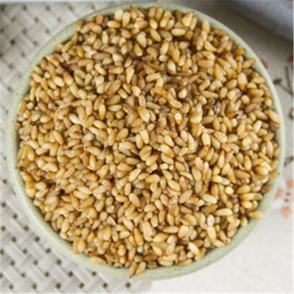 Medicinal Chinese Herb Bai Zi Ren Semen Biotae Orientalis 100% Natural