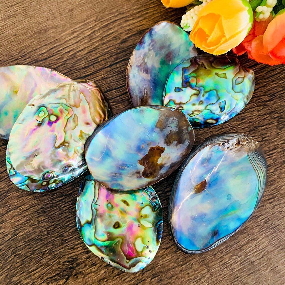 Sea Shells Conch Natural Abalone Aquarium Landscape Home Decoration 35-45mm 2Pcs