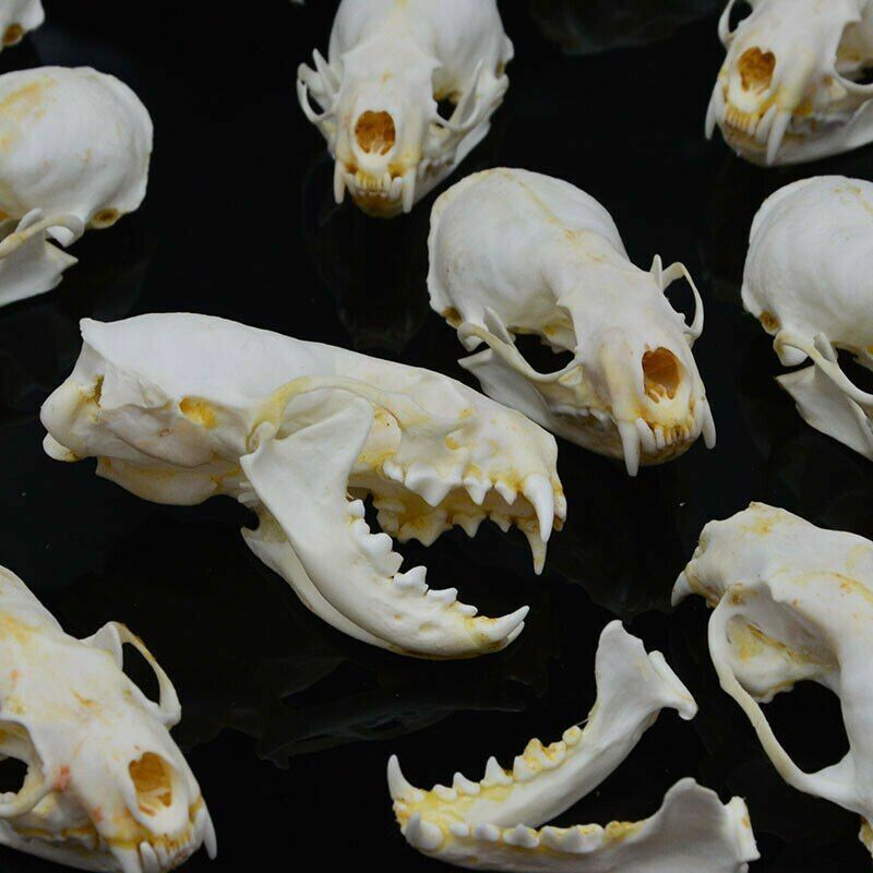 1/2/3/4/5/10Pcs/Lot Mink Skull Specimens 4-9cm Animal Bones Unique Gifts Decors