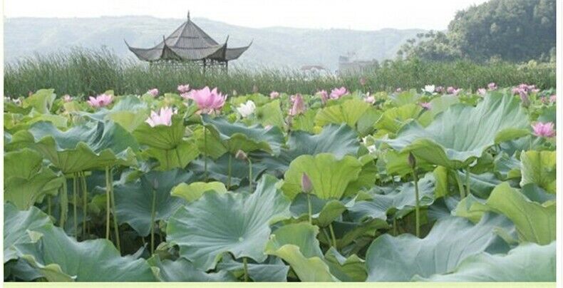 Organic Green Tea Chinese Herbal Tea Ecology Lotus Flower Tea Health 30g-
