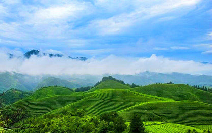 Wholesale 250g Old Ripe PuEr Tea High Quality HelloYoung Old Pu'er Puerh Tea