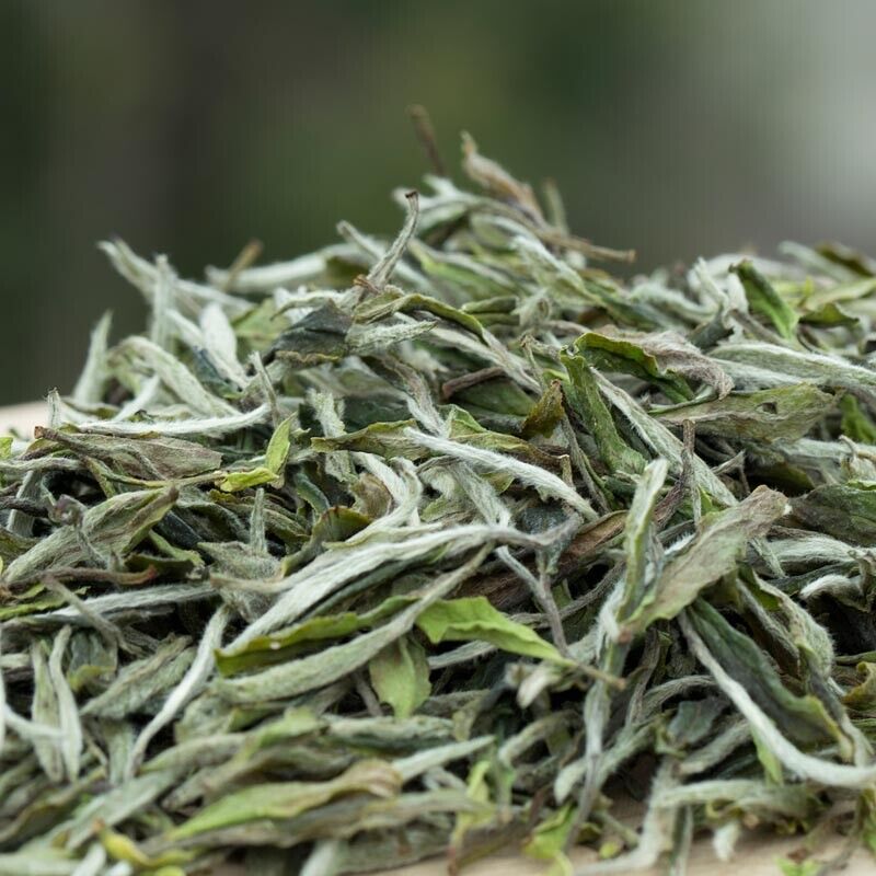 FuDing High Mountain Bai Mu Dan White Tea Aged Fuding White Peony Pai Mu Tan