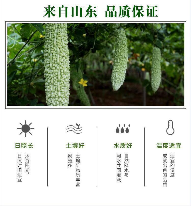 Organic Bitter Gourd Melon Squash Momordica Charantia Herbs Tea Lose Weight