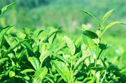 50g Factory Direct Chinere Health Tea Oolong Tea Anxi Tie Guan Yin Green Tea CN