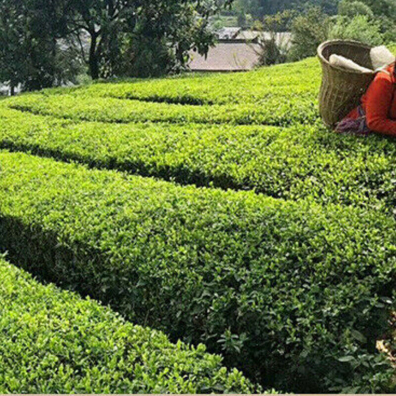 250g Old Tea Yiyang Anhua Loose Leaf Dark Tea Chinese Tea * HEI CHA TIAN JIAN