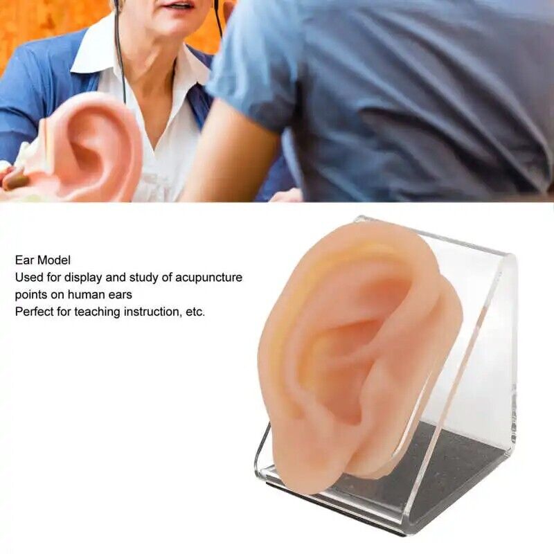 Ear Model Silicon Simulated Piercing Acupuncture Practice Tool W/ Display Stands