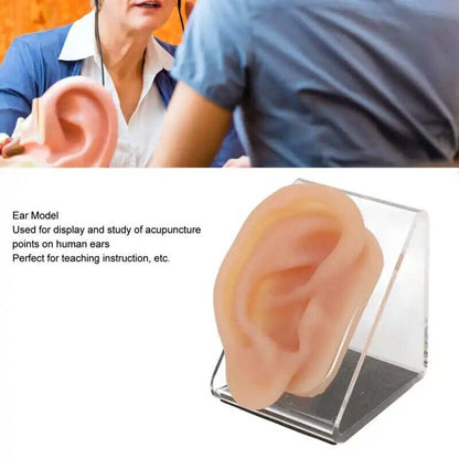 Ear Model Silicon Simulated Piercing Acupuncture Practice Tool W/ Display Stands