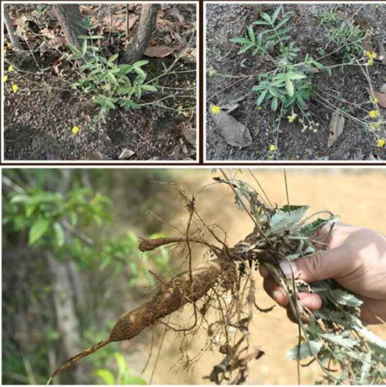Wild Dried Herba Potentillae Discoloris Discolor Cinquefoil Fan Bai Cao