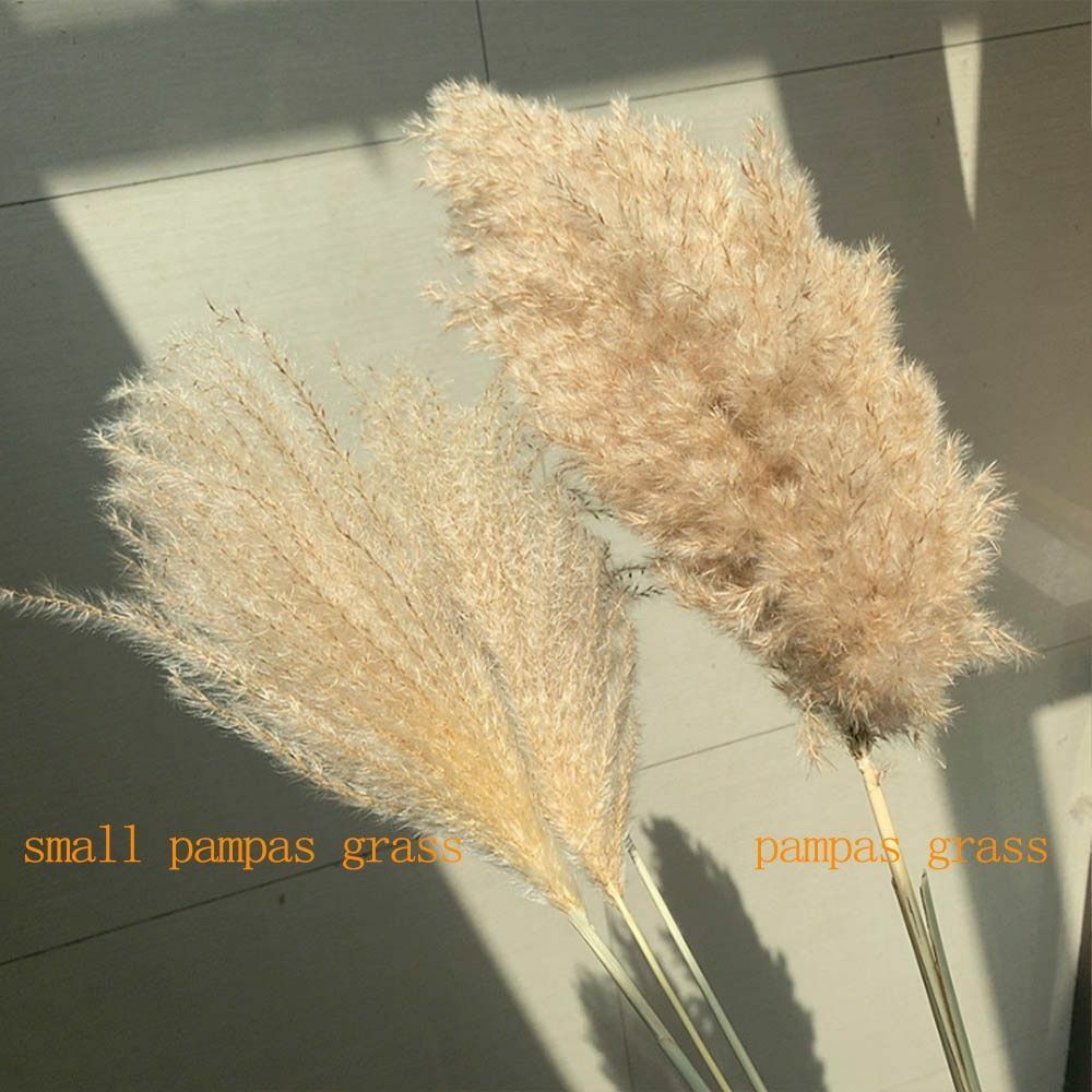 Real Pampas Grass Decor 8/10/20/50 Pcs/Lot Natural Dried Flowers Plants Bouquet
