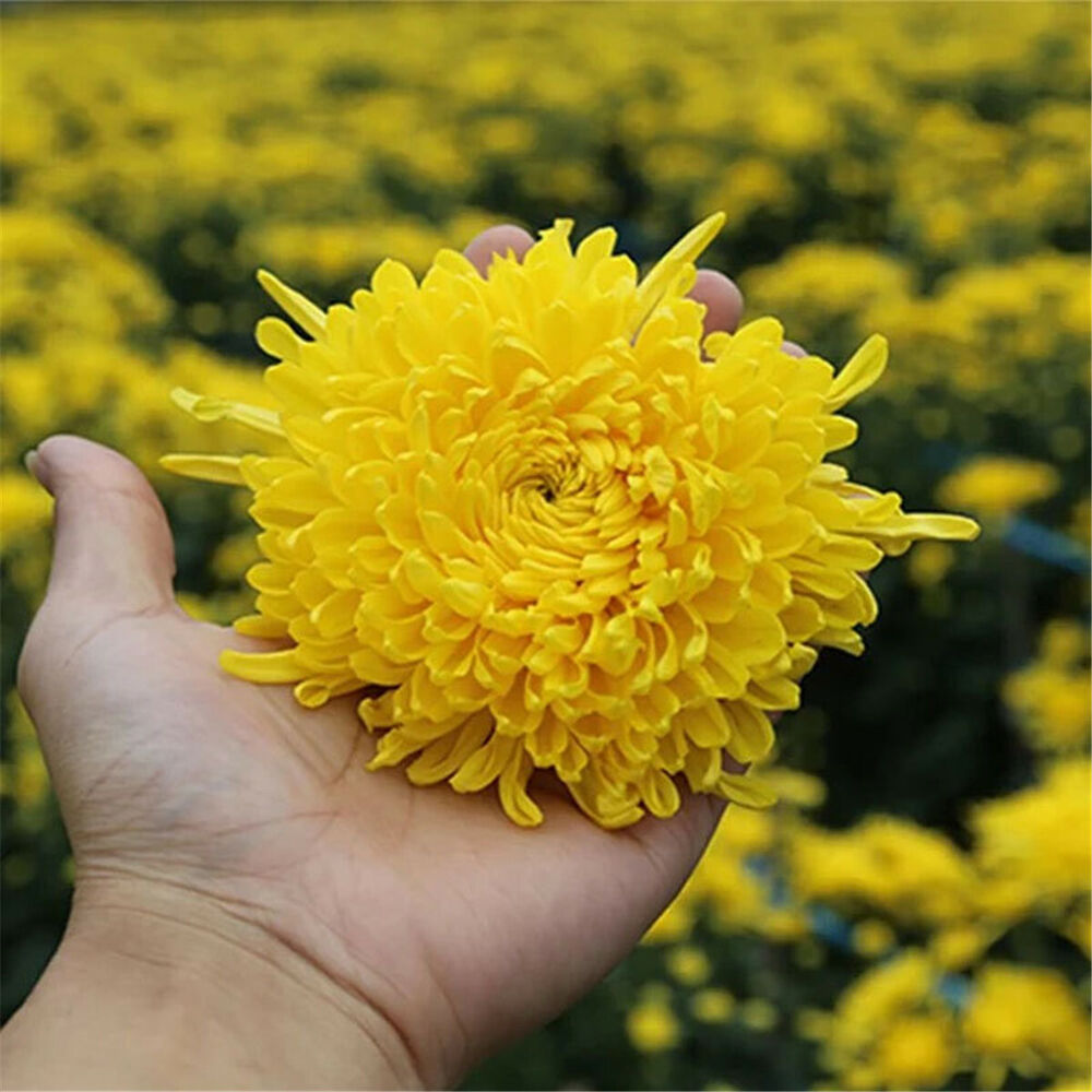 Organic Yellow Chrysanthemum Tea Big Blooming Flower Dry Herbal Health Herbs Tea