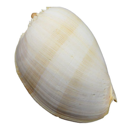Natural Conch Shell Large Yellow Sea Snail Aquarium Decoration Ornaments 17-19cm