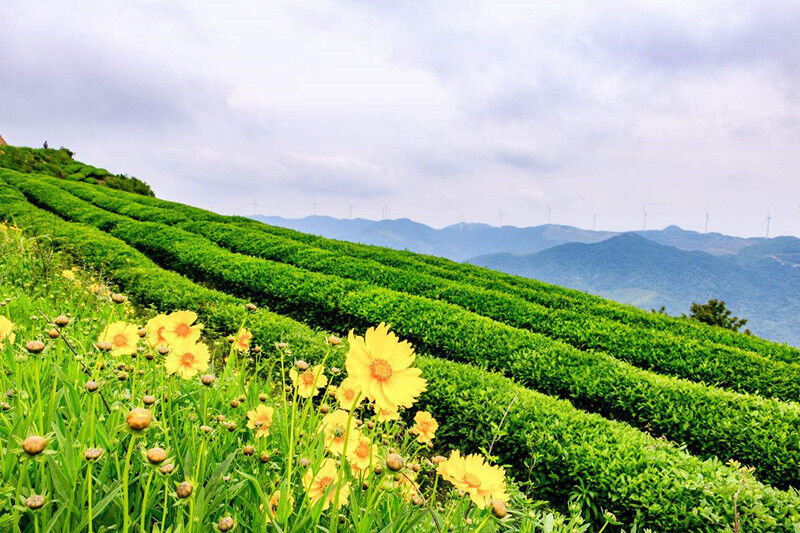 New Chrysanthemum Tea Herbal Floral Morifolium Ramat Tinned Flower Tea 菊花茶