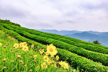New Chrysanthemum Tea Herbal Floral Morifolium Ramat Tinned Flower Tea 菊花茶