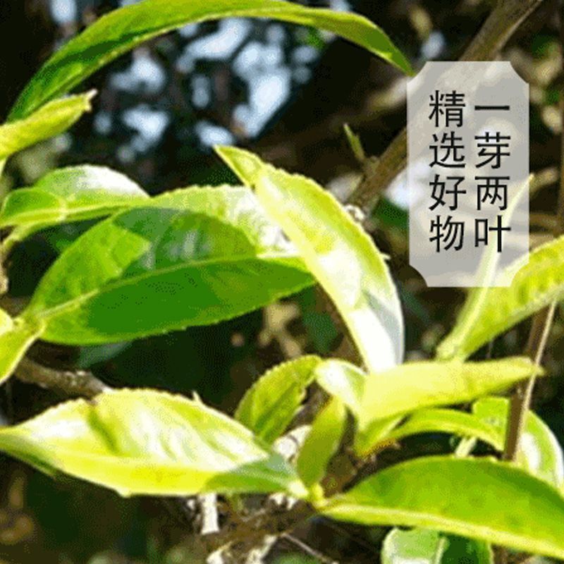 357g Xigui Puerh Raw Tea Yunnan Authentic Pu'er Tea Cake Old Tree Premium Tea