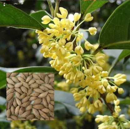 Osmanthus Fragrans Seeds, Sweet Osmanthus Seed, Osmanthus flowers Seed