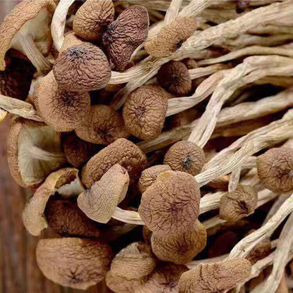 Premium Dried Tea Tree Mushroom 250g/bag Chinese Herbal Agrocybe Cylindracea New