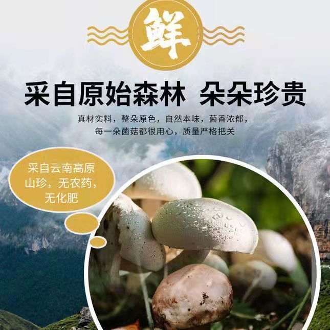 100g Yunnan Specialty Colorful Mushroom Soup Bag Dry Goods 云南特产七彩菌汤包松茸菌蘑菇菌汤包干货汤料