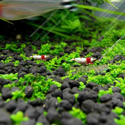 500g Aquarium Plant Seed Soil Fish Tank Accessories Decoration Aquatic Grass Mud