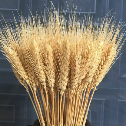 50Pcs/Lot Dried Wheat Ear Flowers Bouquet Decor Natural Pampas Rabbit Tail Grass