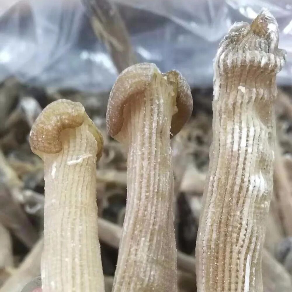 50 gram Top quality New Precious dried seafood Sipunculus nudus sandworm 沙虫
