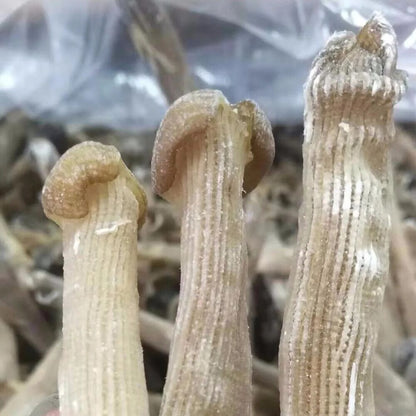 50 gram Top quality New Precious dried seafood Sipunculus nudus sandworm 沙虫