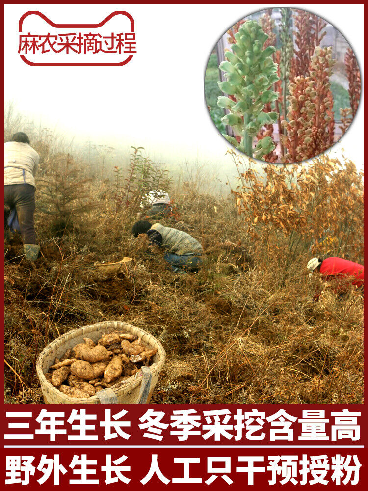 100g~500g Natural Herbal Gastrodia Elata Root or slice Tianma Dried Bulk Herbs