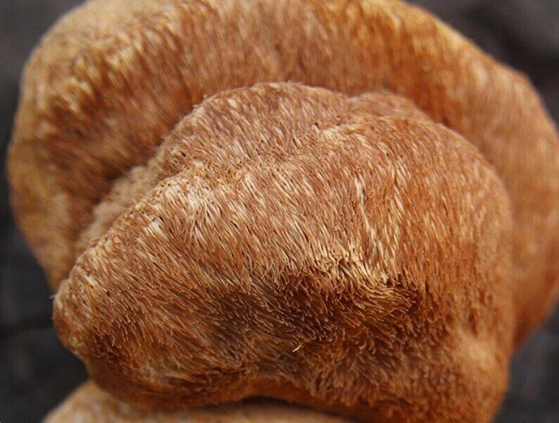 Recommend Dried Lion's Mane Mushroom Premium Hericium Erinaceus Very Delicious