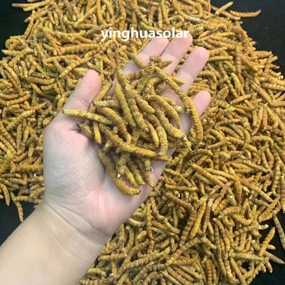 Tibetan Nagqu Wild Real Cordyceps Sinensis Dong Chong Xia Cao 真正的冬虫夏草性价比高规格大