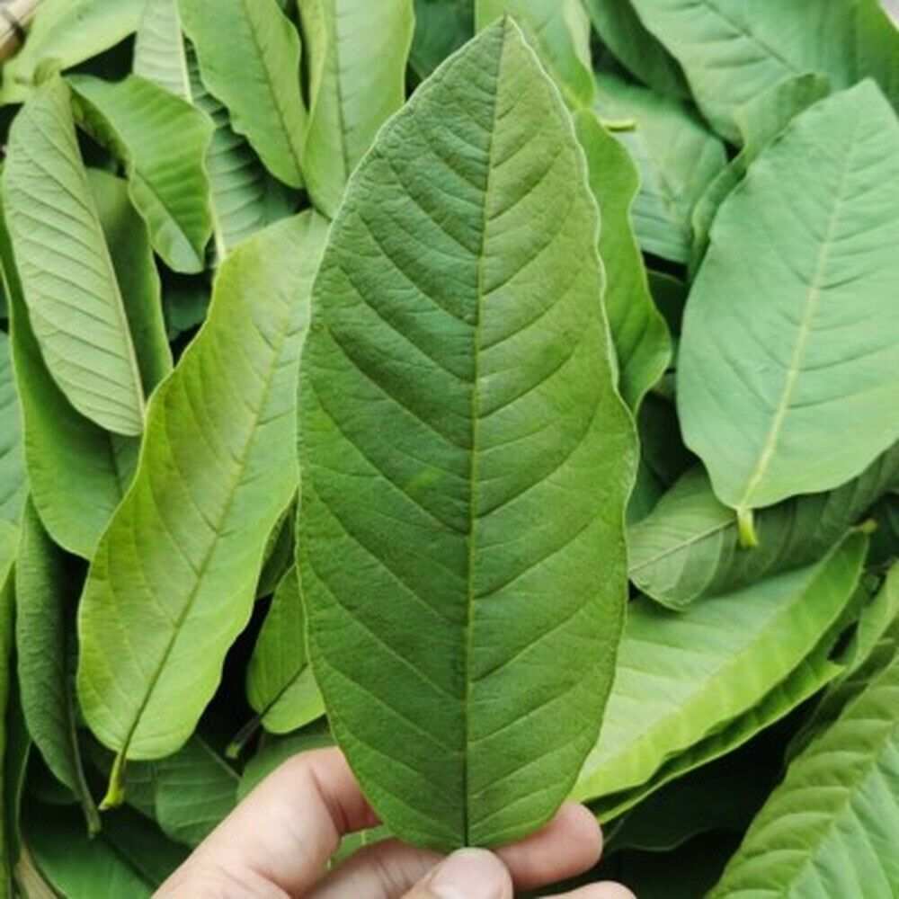 100% Original Guava Leaves Herbal Tea Weight Loss Fat Burner Skin Care