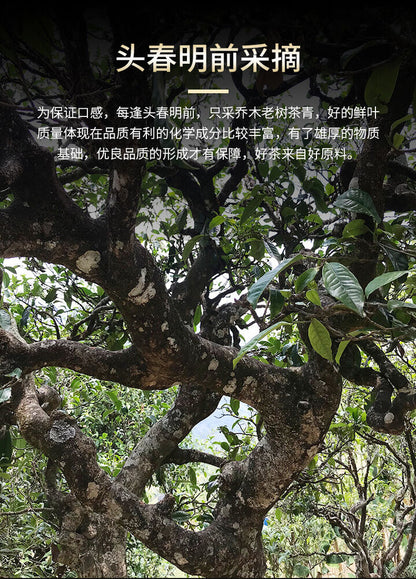 Haiwan Lao Tong Zhi 9908 Ripe Pu'er Lao Cha Tou Old Brick Shu Puer Tea 500g
