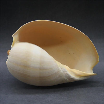 Natural Conch Shell Large Yellow Sea Snail Aquarium Decoration Ornaments 17-19cm
