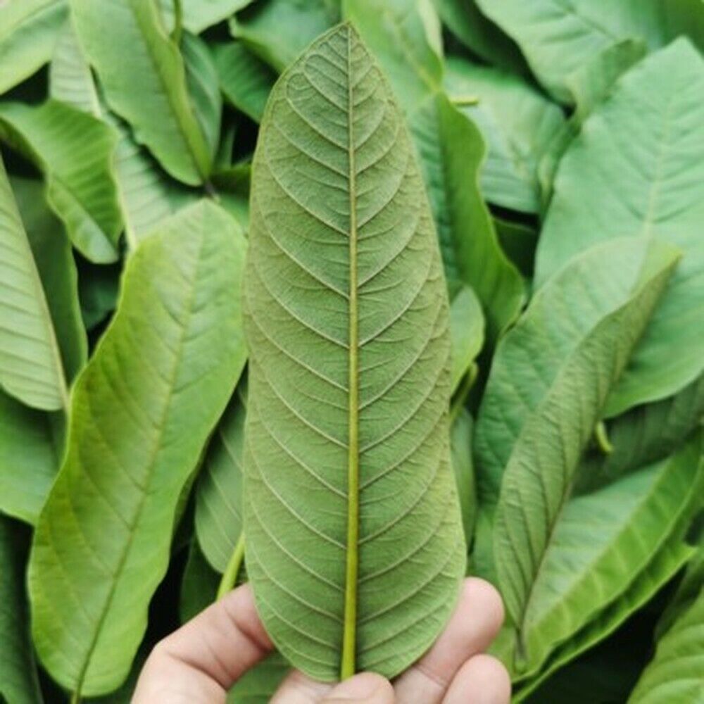 Guava leaf herbal tea for weight loss fat burner skin care 100% raw food