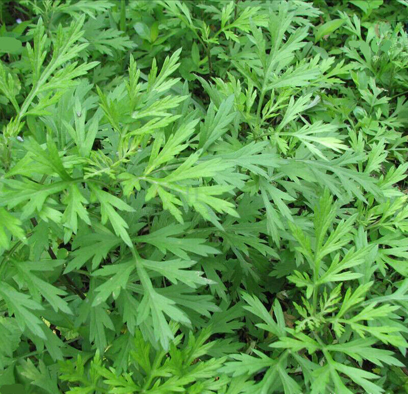 Ai Ye Powder 100% Natural DRIED Wormwood Artemisia Argyi Mugwort 艾叶粉 青团 60g