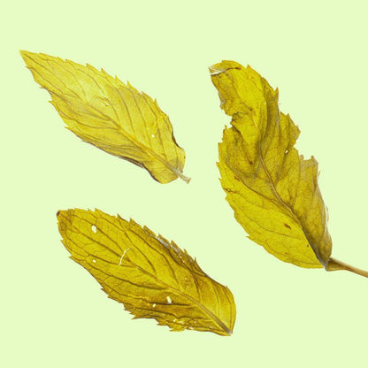 Mint Leaf Herbal Tea Dried Mint Leaf Tea Fresh Mint Tea 25g Edible Herbal Tea