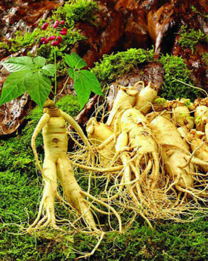 250g Organic Taiwan Dong Ding Ginseng Oolong Tea Green Food For Health Care