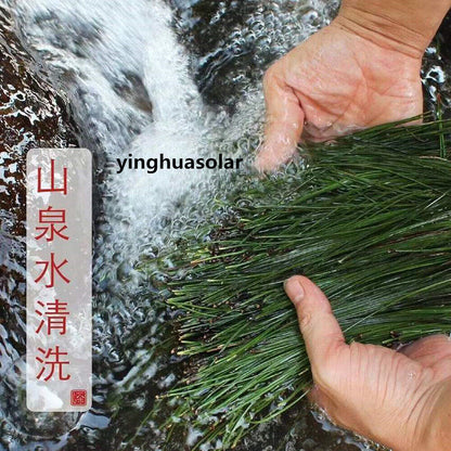 Antioxidant Organic White Pine Needle Tea-40 Bags New