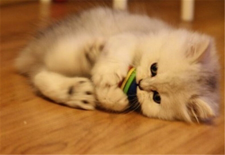 Rainbow Ball Pet Dog Cat Puppy Chew Toys Durable Bite Balls Interactive Training